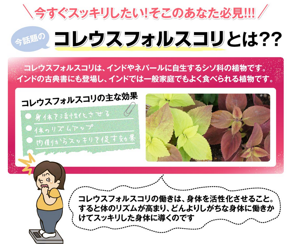 コレウスフォルスコリcute me ainyann