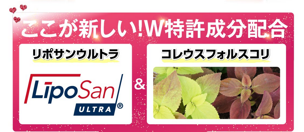 コレウスフォルスコリcute me