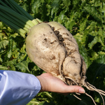 ビート みんなのクリア