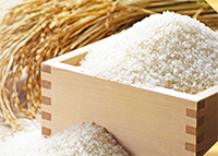 お米由来の乳酸菌