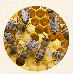 愛犬のお口サポート ペットシア