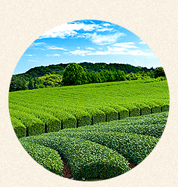 愛犬のお口サポート ペットシア