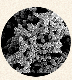 愛犬のお口サポート ペットシア