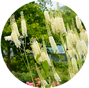 「ブラックコホシュ」2,400mg配合