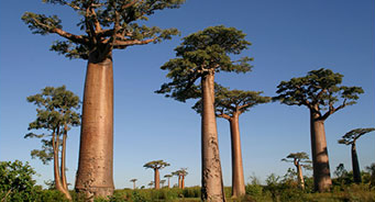 バオバブの木