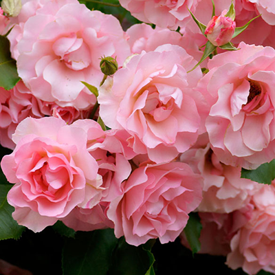 bara06.jpg.crdownload