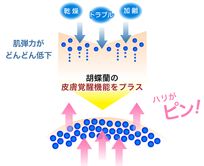 イメージとしてはこんな感じで胡蝶蘭エキスの「皮膚覚醒機能」でハリが出ます!