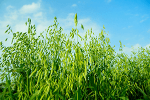 バストアップクリーム【ラ・シュシュ】