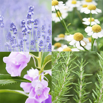 おすすめヘアオイル|せがしぃのリピアミューズ パーフェクトヘアオイルの効果と口コミって?