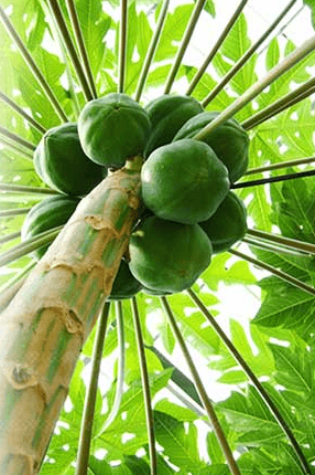 ネクストライフ 絹美人 サプリメント