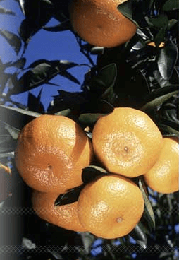 ネクストライフ 絹美人 サプリメント