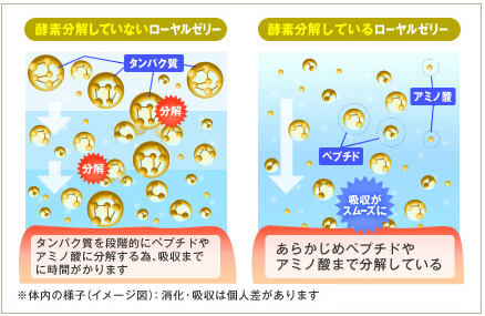 酵素分解ローヤルゼリーキング