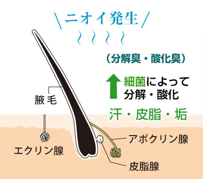わき臭のメカニズムとは?