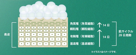 BOTANIST(ボタニカルシャンプー)