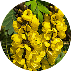 キャンドルブッシュ