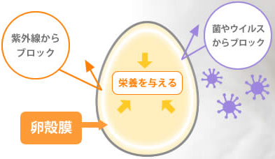 卵殻膜を配合