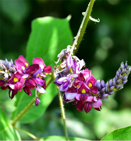 理想のダイエット素材「クズの花」って?