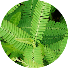 カワラケツメイ