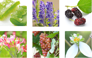 プロアクティブ+