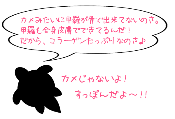 カメみたいに甲羅が骨で出来てないのさ。 甲羅も皮膚でできてるんだ! だから、コラーゲンたっぷりなのさ♪