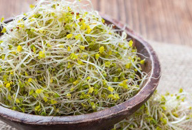 ブロッコリースプラウト