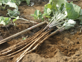 ナグモクリニック総院長 南雲先生