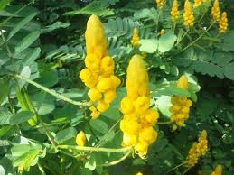 キャンドルプッシュ