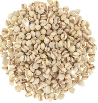 ヨクイニン(ハトムギ)