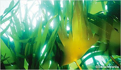 ラミナリアディギタータ ※褐藻エキス