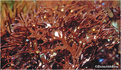 トチャカ ※紅藻エキス