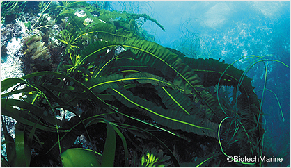 アラリアエスクレンタ ※褐藻エキス