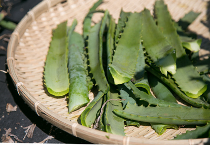キダチアロエの健康効果