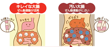 スマートガネデン乳酸菌