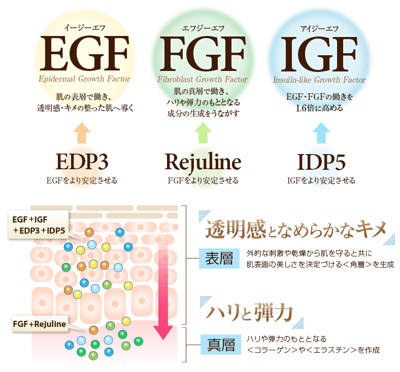 EGF、FGF、IGFの3つの働きで
