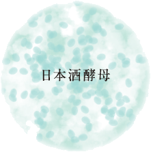 日本酒酵母