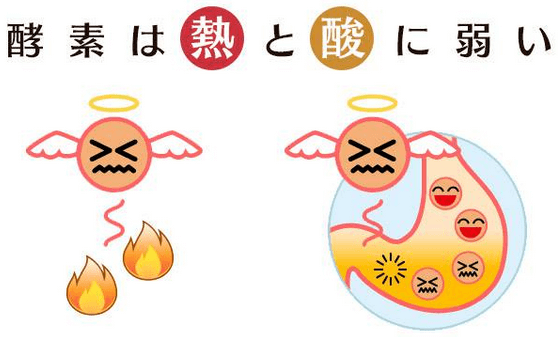 ローヤルエンザミン酵素