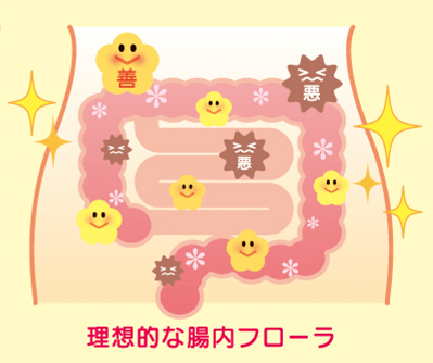腸内フローラが体調を整えます