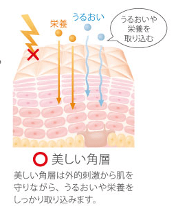 アクティブセラミド