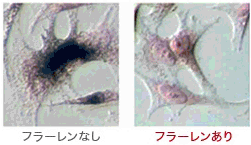 君島十和子さんも注目するフラーレン