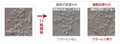 持続する細胞保護効果