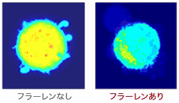 フラーレン 活性酸素除去