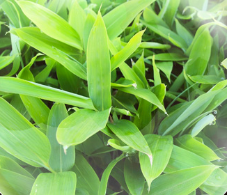 黒糖抹茶青汁寒天ジュレ