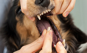 愛犬のお口サポート ペットシア