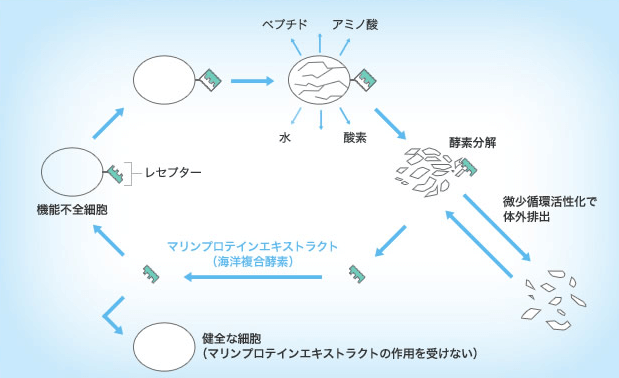 ブライトニングフォーミュラ
