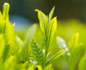 AGOS ビューティークリニック ROSY