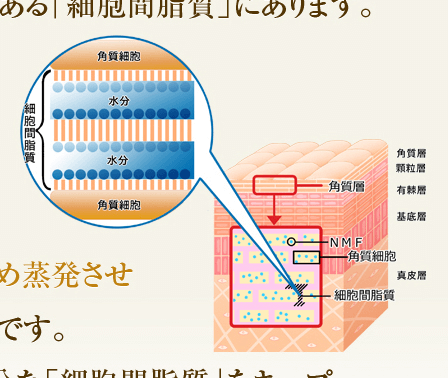 クラウンセルクリーム