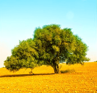 ビオオイル アルガンオイル 使い方