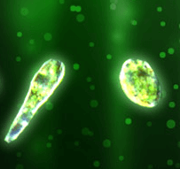 ユーグレナとは?