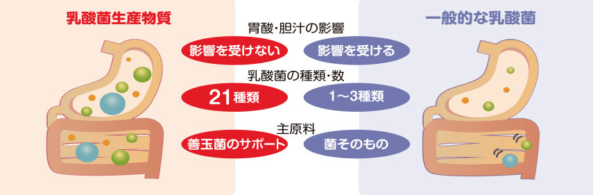 ダイエットできるガネデン乳酸菌