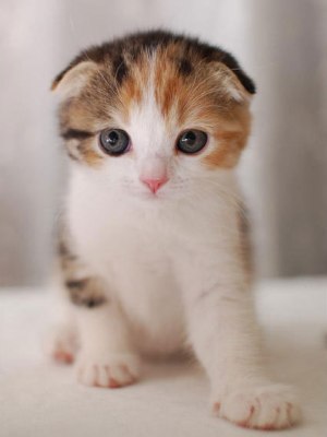 スコティッシュフォールド